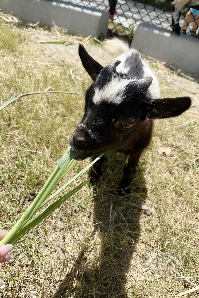 20251004-bnsb5 20251004-bnsb5