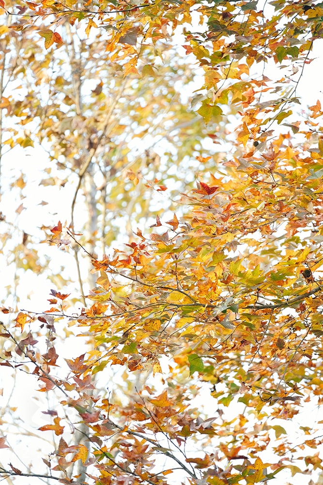 20251004-dh470 20251004-dh470