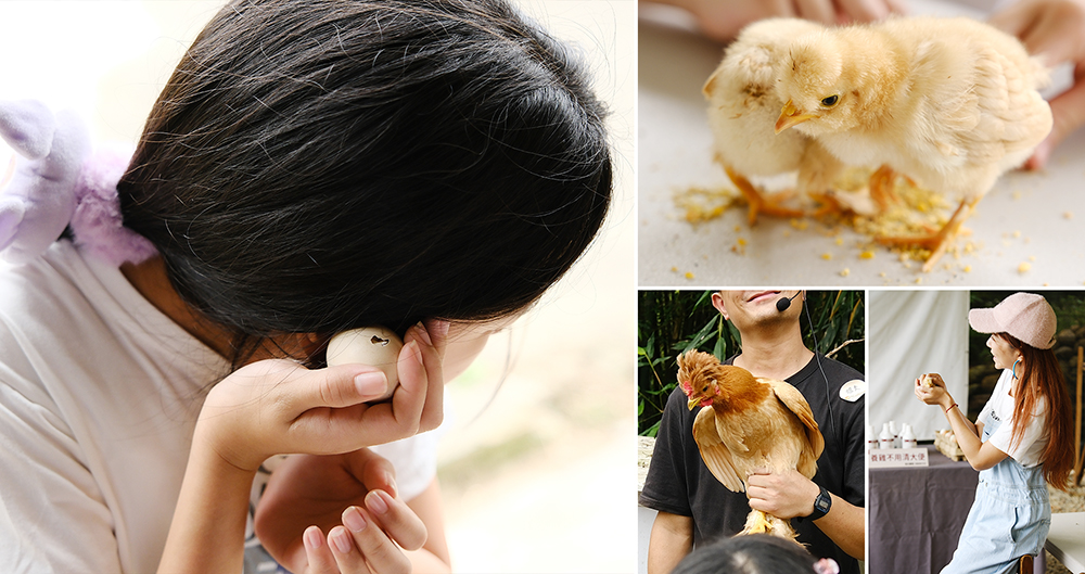 桃園親子農場體驗｜姐夫農場｜從一顆雞蛋認識雞的一生