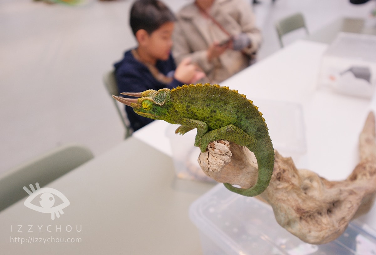 宜蘭新農場｜遛遛三星｜白狐狸體驗、寵物友善、鹿角蕨上板體驗預約方式