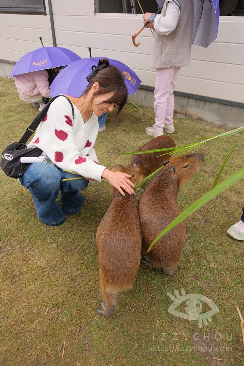 宜蘭新農場｜遛遛三星｜白狐狸體驗、寵物友善、鹿角蕨上板體驗預約方式