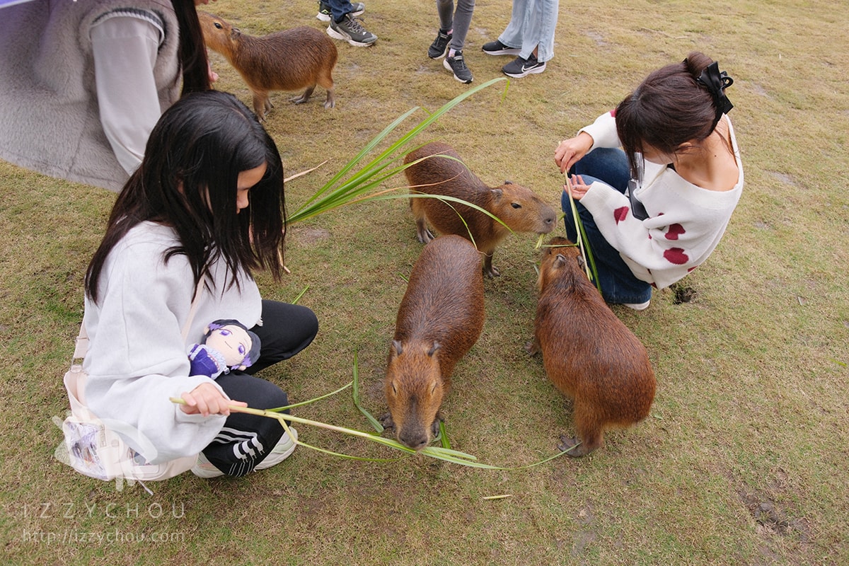 宜蘭新農場｜遛遛三星｜白狐狸體驗、寵物友善、鹿角蕨上板體驗預約方式