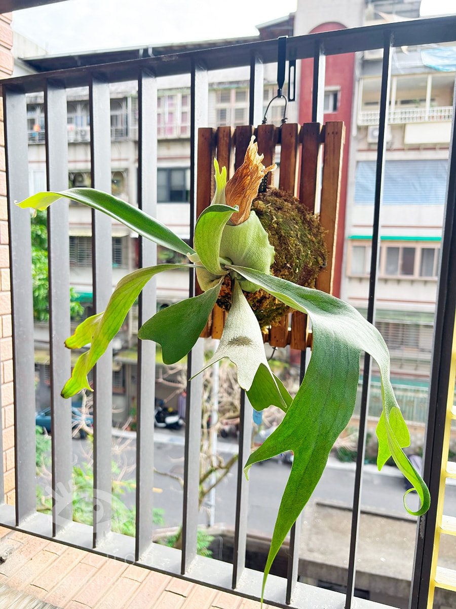宜蘭新農場｜遛遛三星｜白狐狸體驗、寵物友善、鹿角蕨上板體驗預約方式