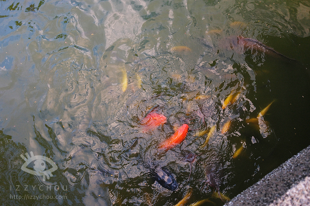 【花蓮立川漁場】親子必訪景點|摸黃金蜆體驗+免費魚丸湯!寓教於樂又好玩 - 第29張圖 Dscf8116 拷貝