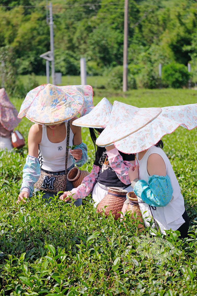 【台東親子旅遊推薦】佳芳休閒農場採茶體驗好好玩!DIY茶蛋捲、現調梅子綠茶,親子放電又長知識 - 第14張圖