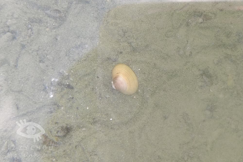 【花蓮立川漁場】親子必訪景點|摸黃金蜆體驗+免費魚丸湯!寓教於樂又好玩 - 第13張圖 Img 20251003 163128 拷貝