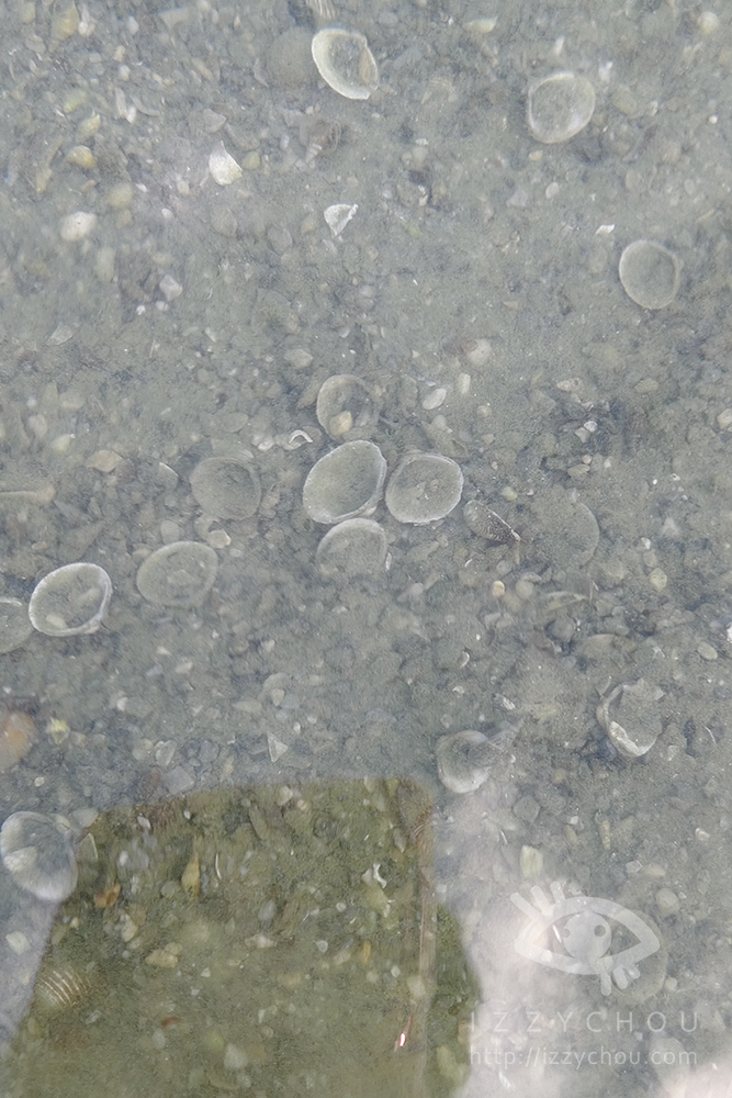 【花蓮立川漁場】親子必訪景點|摸黃金蜆體驗+免費魚丸湯!寓教於樂又好玩 - 第12張圖 Img 20251003 163201 拷貝
