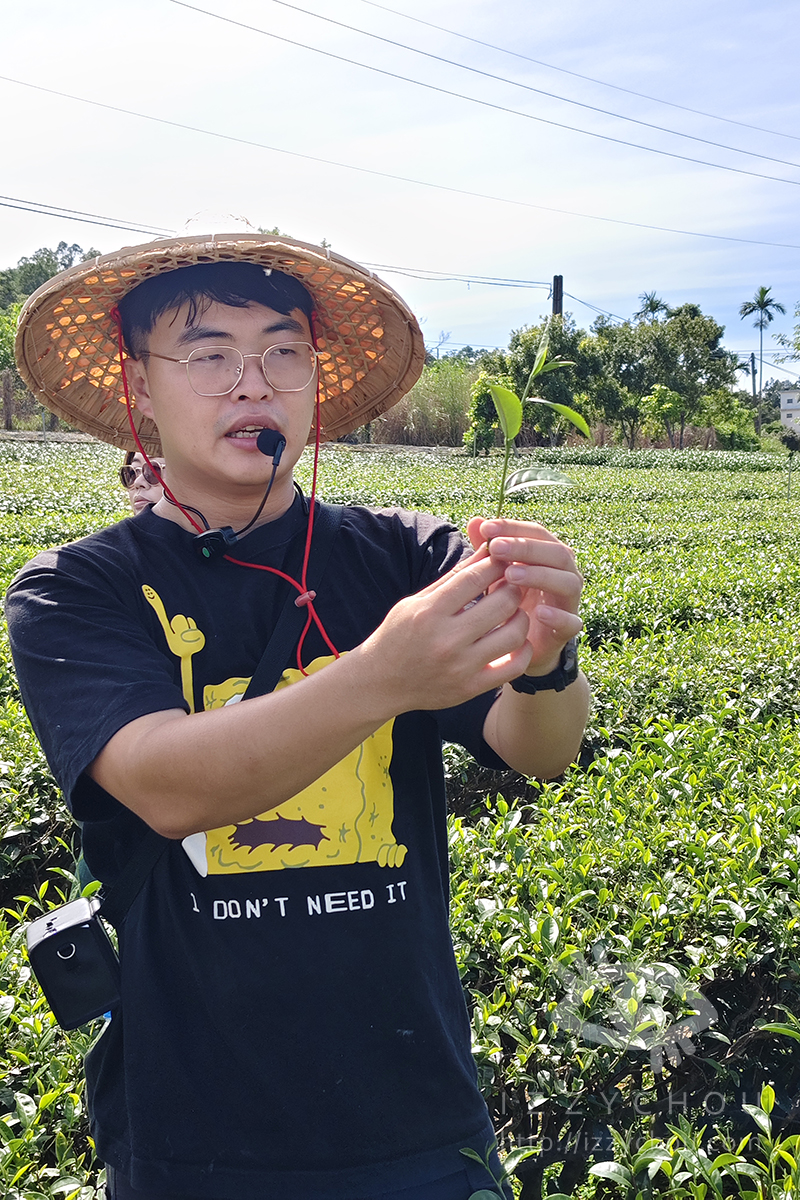 【台東親子旅遊推薦】佳芳休閒農場採茶體驗好好玩!DIY茶蛋捲、現調梅子綠茶,親子放電又長知識 - 第12張圖
