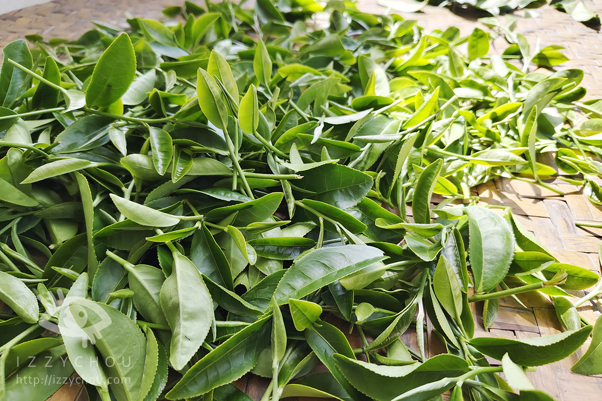 【台東親子旅遊推薦】佳芳休閒農場採茶體驗好好玩!DIY茶蛋捲、現調梅子綠茶,親子放電又長知識 - 第19張圖