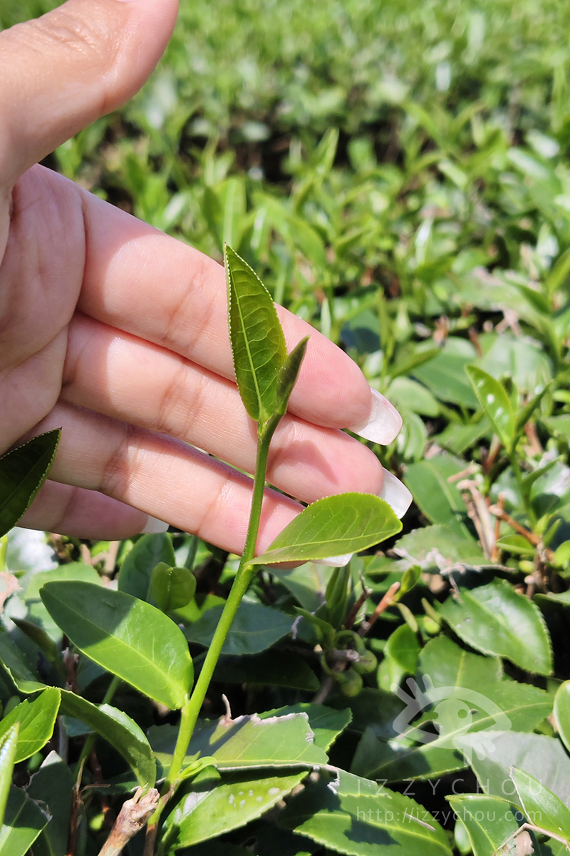 【台東親子旅遊推薦】佳芳休閒農場採茶體驗好好玩!DIY茶蛋捲、現調梅子綠茶,親子放電又長知識 - 第13張圖