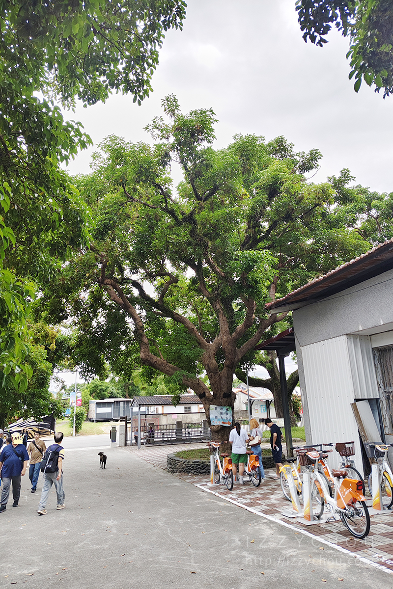 台東親子景點|鹿野龍田阿度的店:電輔車導覽綠色隧道、遠眺都蘭山與高台美景 - 第17張圖