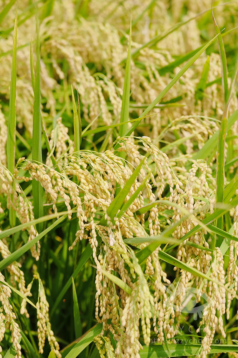 台中外埔忘憂谷|金色稻浪秘境,最佳觀賞季節、交通與拍照攻略 - 第4張圖