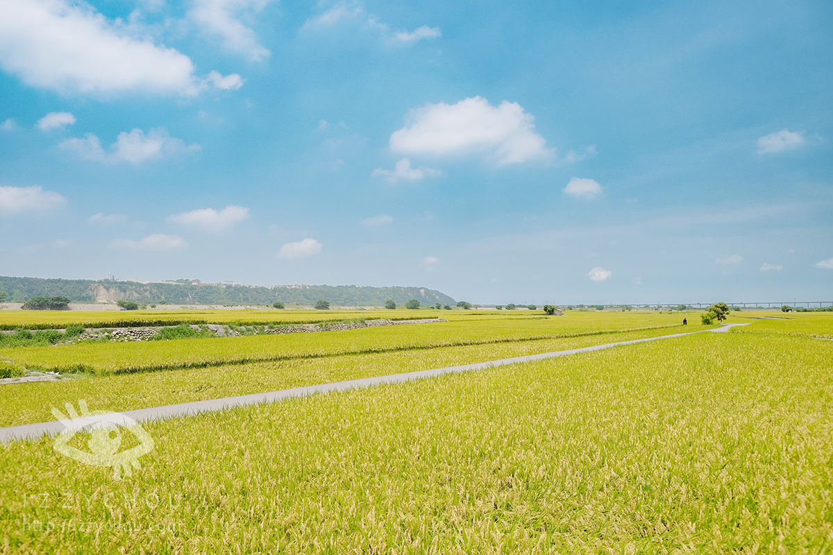 台中外埔忘憂谷|金色稻浪秘境,最佳觀賞季節、交通與拍照攻略 - 第3張圖
