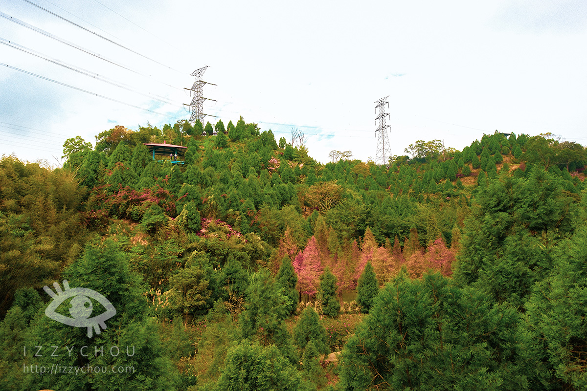 苗栗三灣落羽松莊園｜免費入場，周圍停車與內部環境資訊整理，輕鬆觀賞落雨松