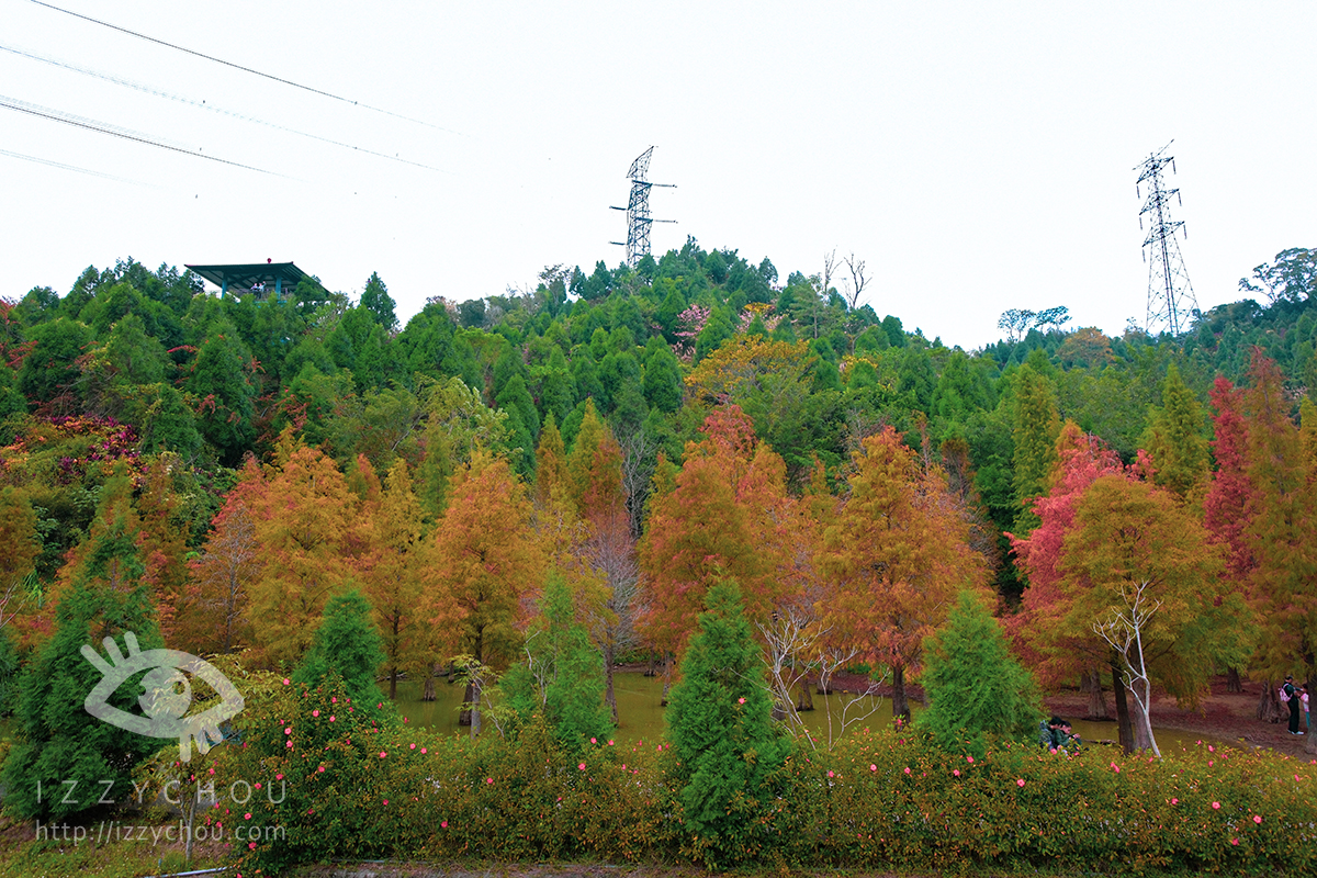 苗栗三灣落羽松莊園｜免費入場，周圍停車與內部環境資訊整理，輕鬆觀賞落雨松