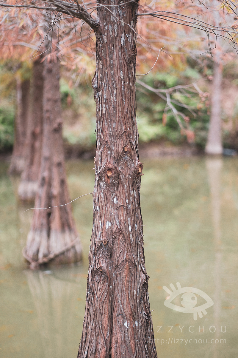 苗栗三灣落羽松莊園｜免費入場，周圍停車與內部環境資訊整理，輕鬆觀賞落雨松