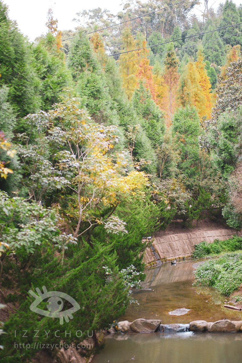 苗栗三灣落羽松莊園｜免費入場，周圍停車與內部環境資訊整理，輕鬆觀賞落雨松