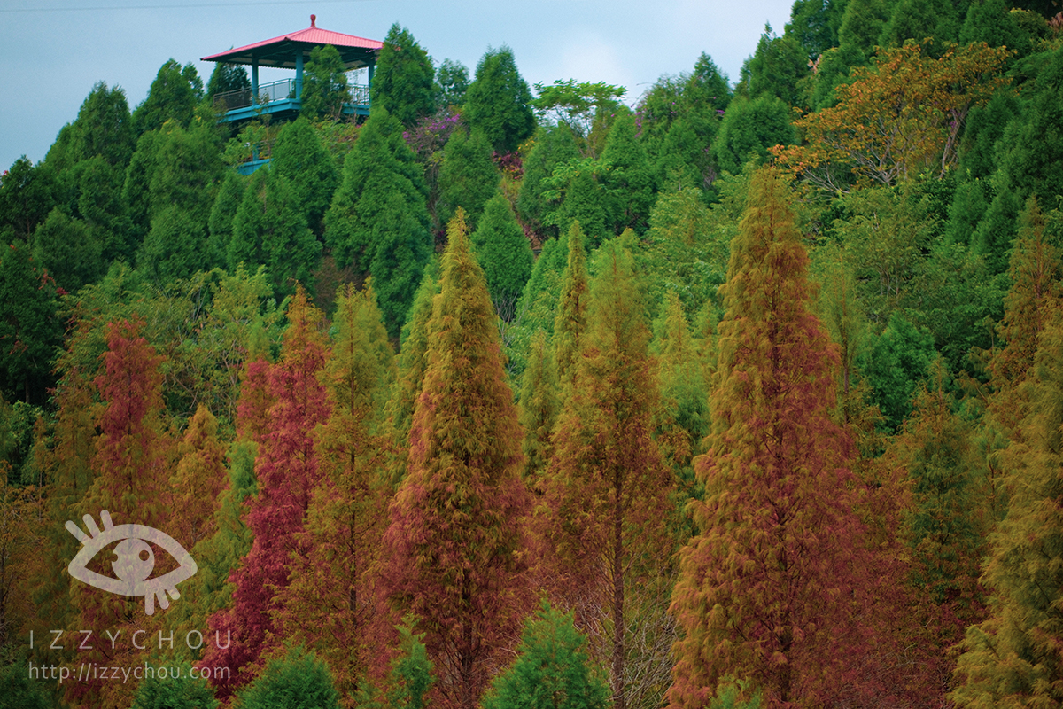 苗栗三灣落羽松莊園｜免費入場，周圍停車與內部環境資訊整理，輕鬆觀賞落雨松