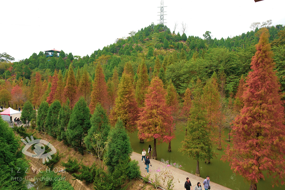 苗栗三灣落羽松莊園｜免費入場，周圍停車與內部環境資訊整理，輕鬆觀賞落雨松
