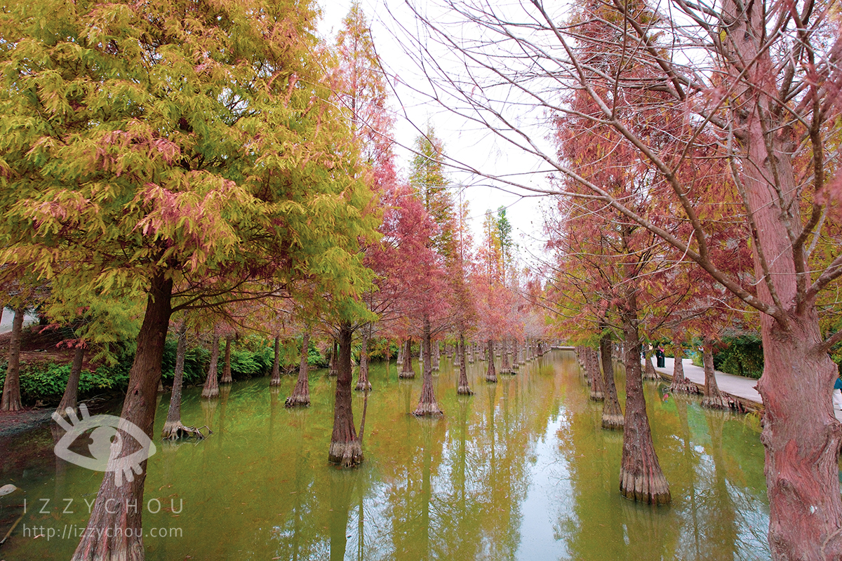 苗栗三灣落羽松莊園｜免費入場，周圍停車與內部環境資訊整理，輕鬆觀賞落雨松