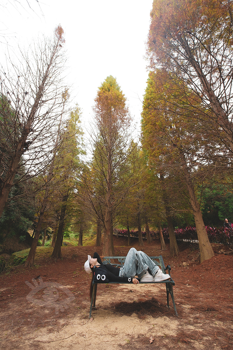 苗栗三灣落羽松莊園｜免費入場，周圍停車與內部環境資訊整理，輕鬆觀賞落雨松