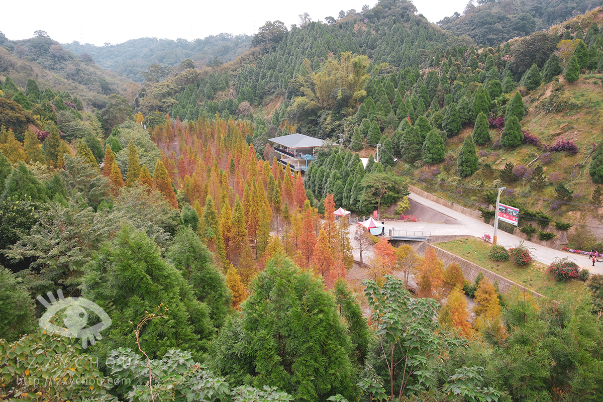 苗栗三灣落羽松莊園｜免費入場，周圍停車與內部環境資訊整理，輕鬆觀賞落雨松