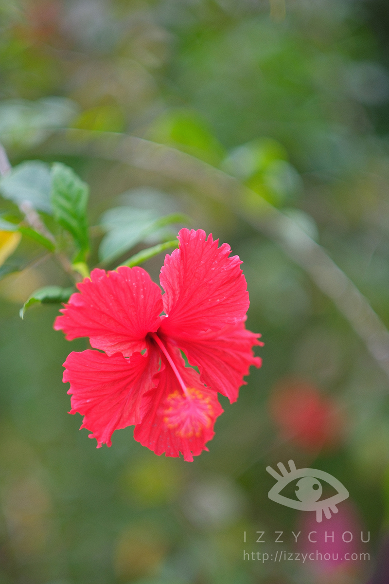 苗栗三灣落羽松莊園｜免費入場，周圍停車與內部環境資訊整理，輕鬆觀賞落雨松
