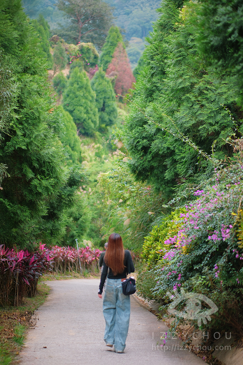 苗栗三灣落羽松莊園｜免費入場，周圍停車與內部環境資訊整理，輕鬆觀賞落雨松