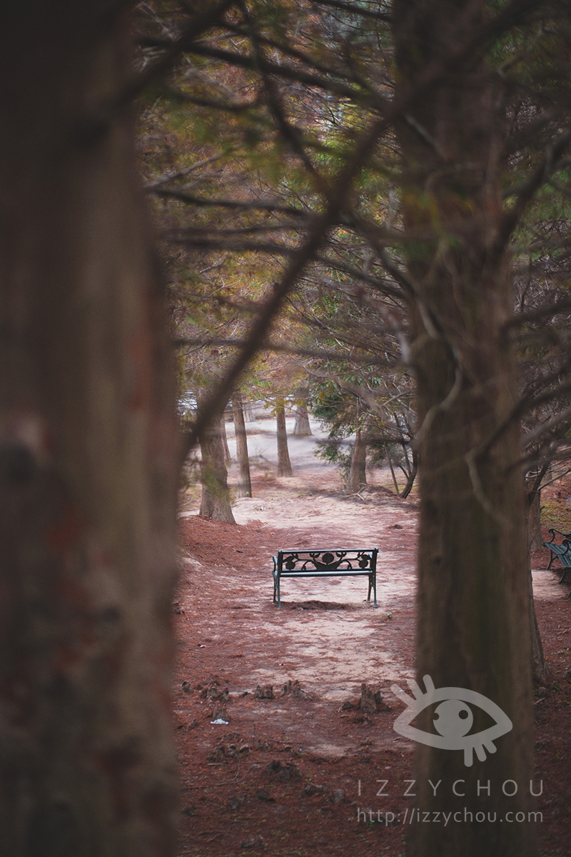 苗栗三灣落羽松莊園｜免費入場，周圍停車與內部環境資訊整理，輕鬆觀賞落雨松