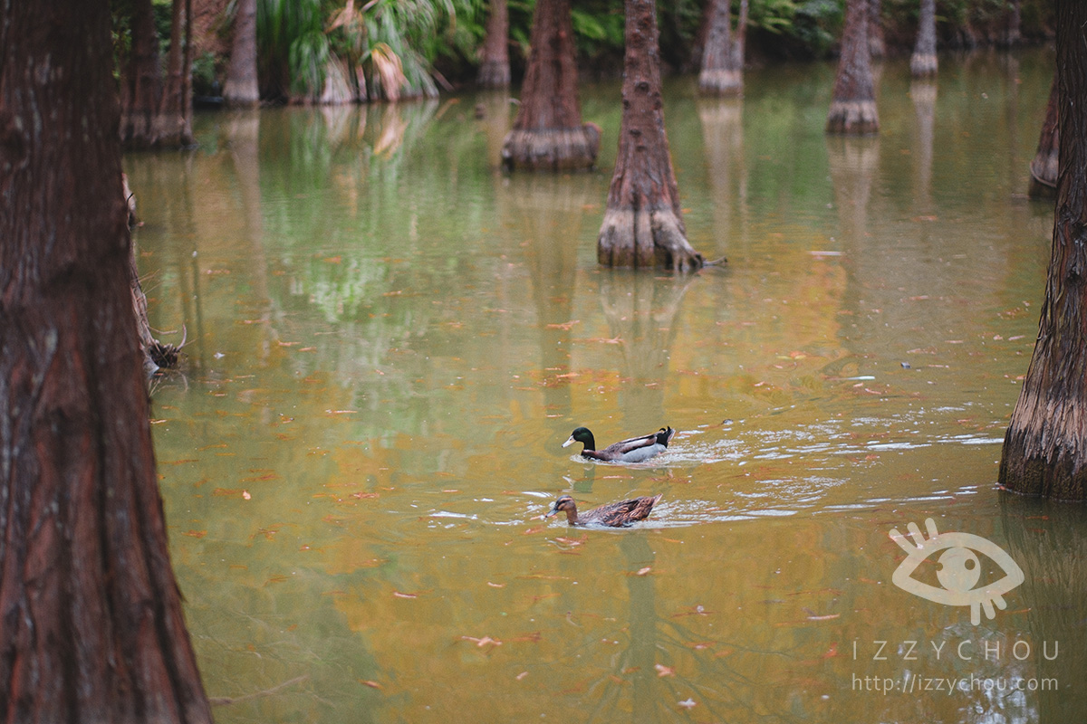 苗栗三灣落羽松莊園｜免費入場，周圍停車與內部環境資訊整理，輕鬆觀賞落雨松