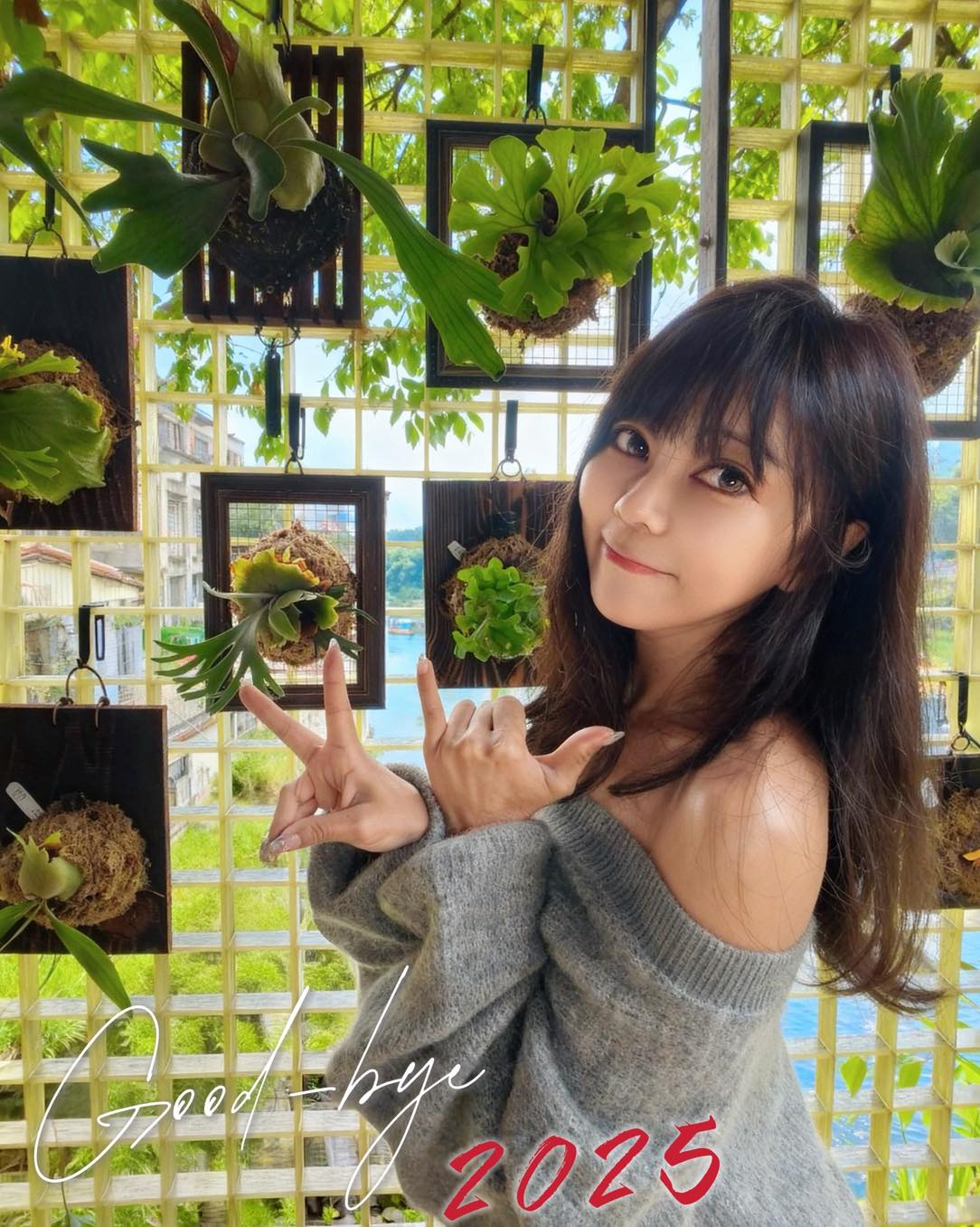 森森栽培所｜宜蘭鹿角蕨新手入門，千手觀音一年成長紀錄