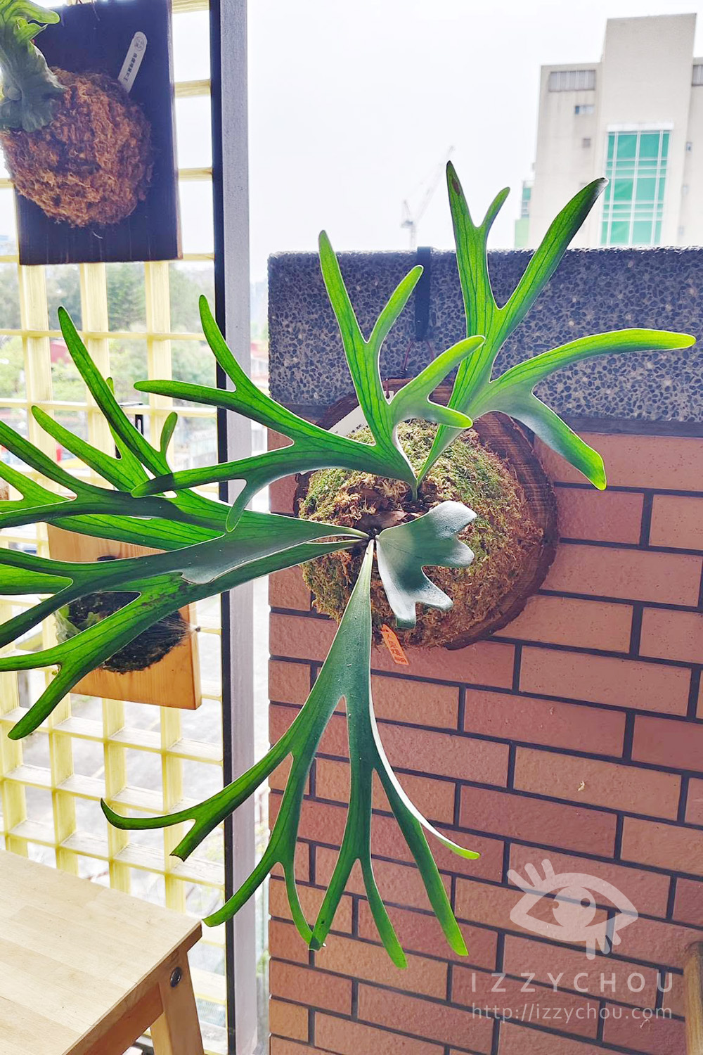 森森栽培所｜宜蘭鹿角蕨新手入門，千手觀音一年成長紀錄