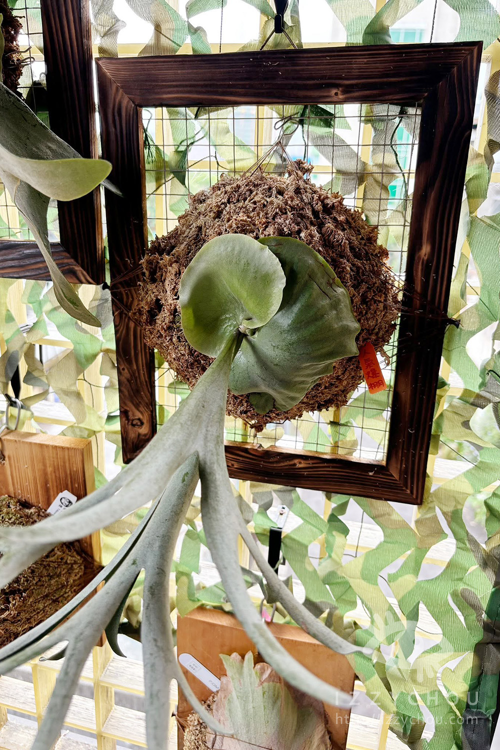 森森栽培所｜宜蘭鹿角蕨新手入門，千手觀音一年成長紀錄