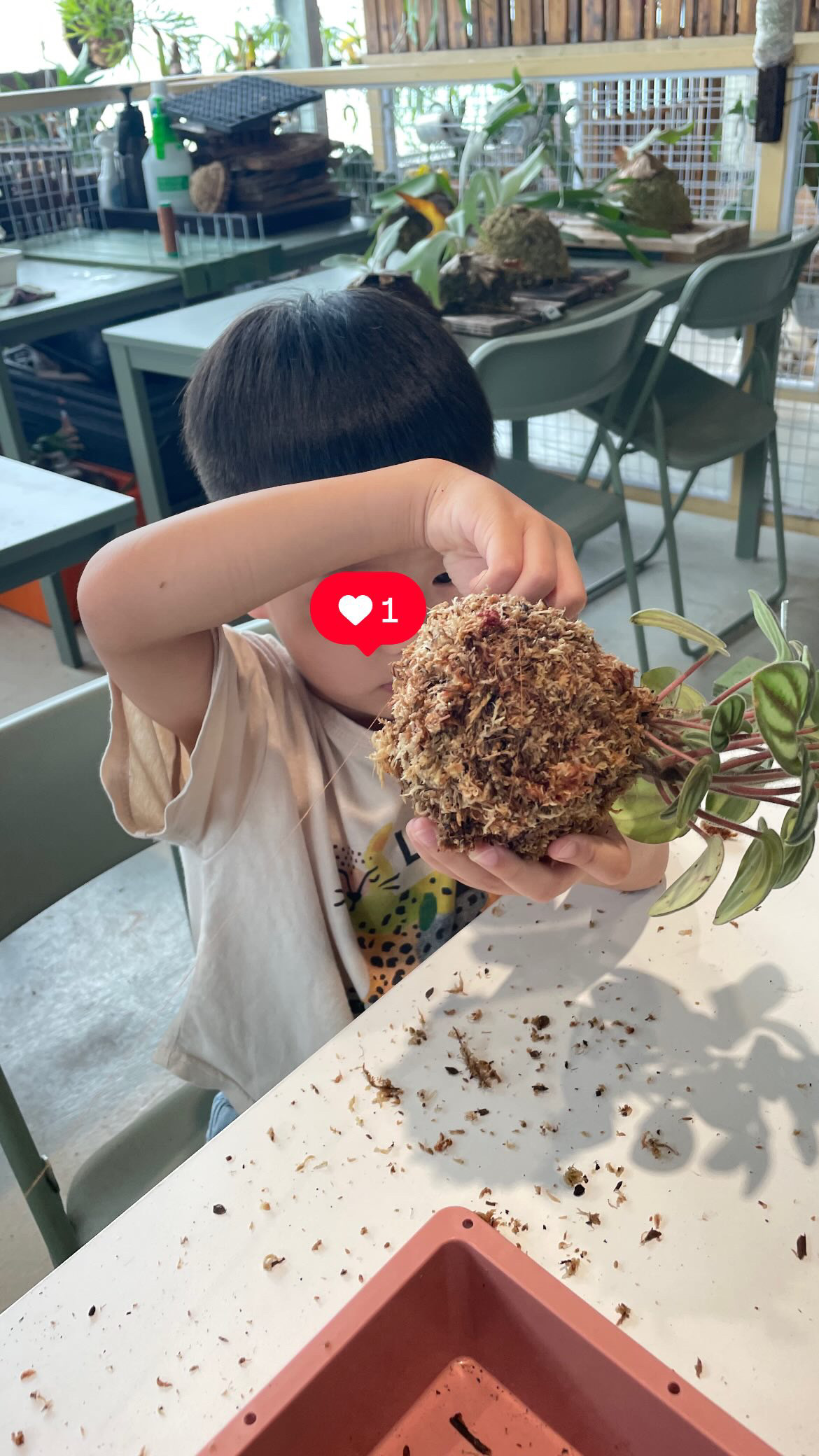 森森栽培所｜宜蘭鹿角蕨新手入門，千手觀音一年成長紀錄