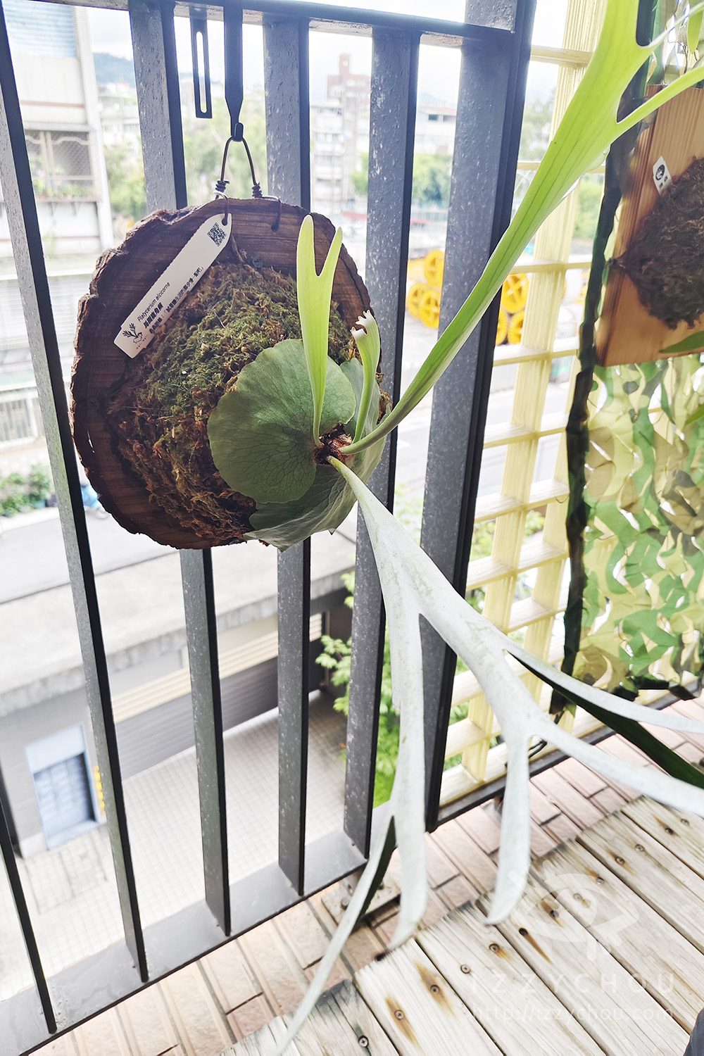 森森栽培所｜宜蘭鹿角蕨新手入門，千手觀音一年成長紀錄