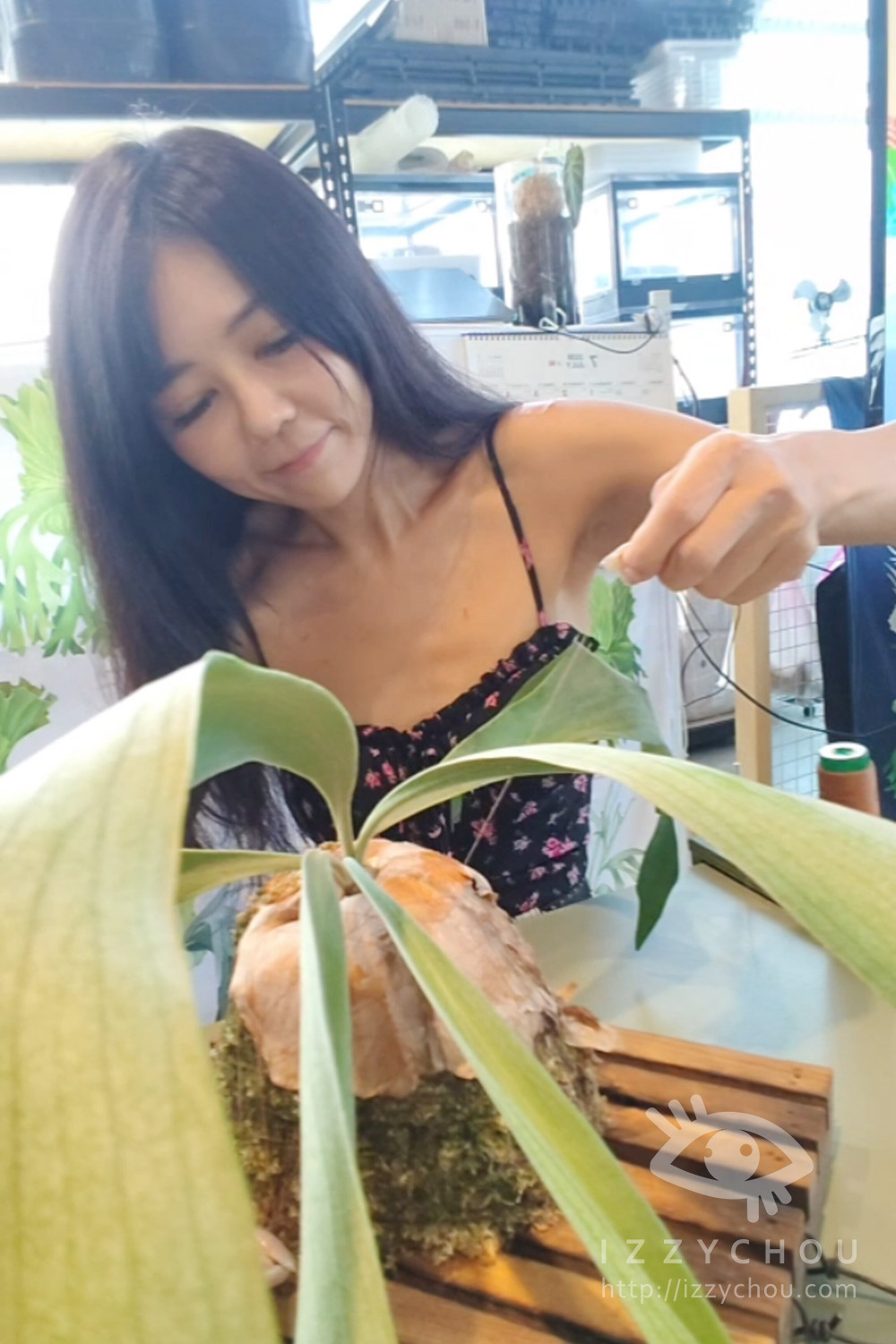 森森栽培所｜宜蘭鹿角蕨新手入門，千手觀音一年成長紀錄