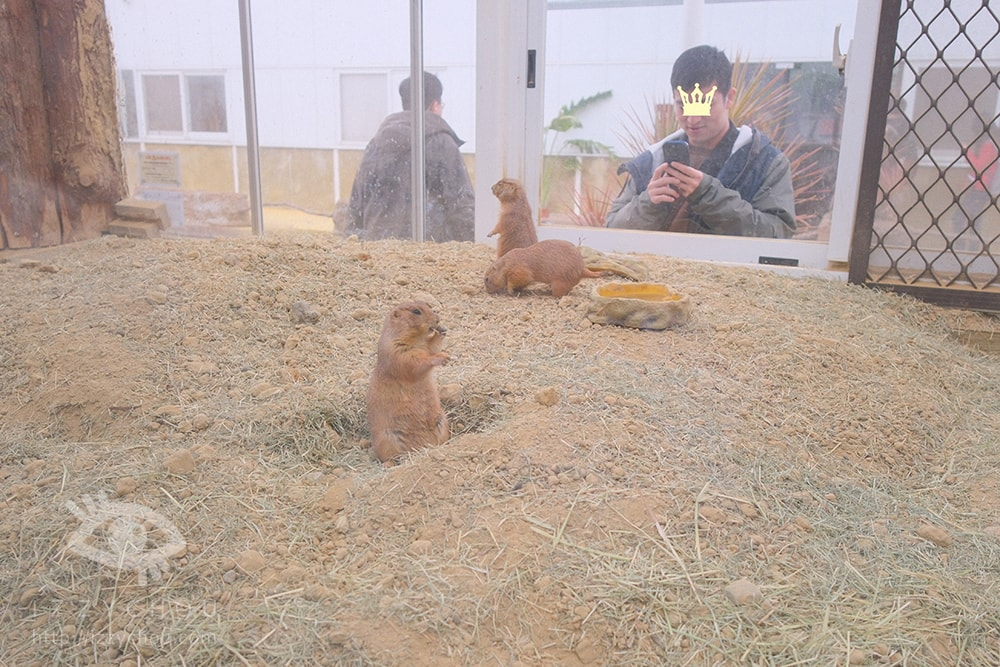 18間宜蘭親子農場推薦｜餵水豚、梅花鹿、羊駝，DIY、雨天備案總整理