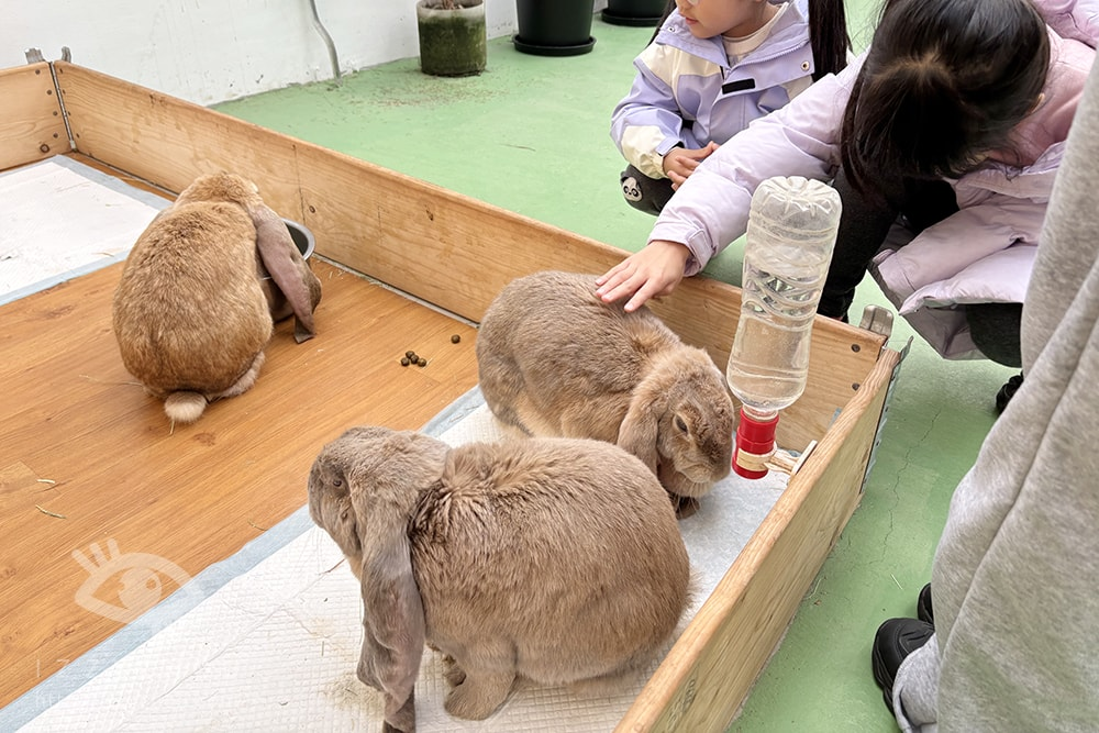 18間宜蘭親子農場推薦｜餵水豚、梅花鹿、羊駝，DIY、雨天備案總整理
