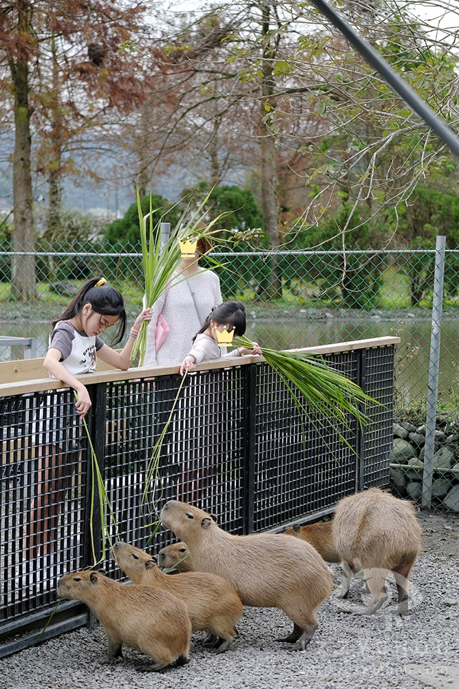 18間宜蘭親子農場推薦｜餵水豚、梅花鹿、羊駝，DIY、雨天備案總整理
