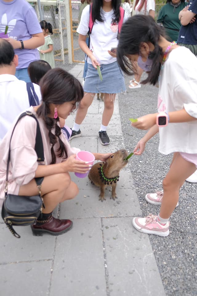 18間宜蘭親子農場推薦｜餵水豚、梅花鹿、羊駝，DIY、雨天備案總整理
