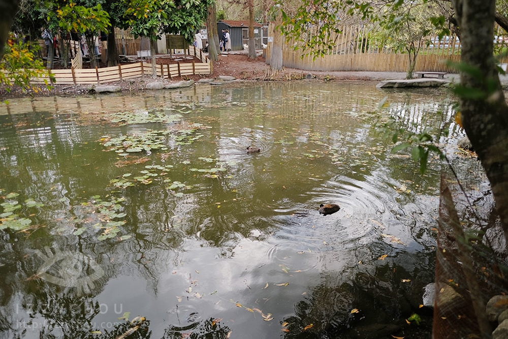 18間宜蘭親子農場推薦｜餵水豚、梅花鹿、羊駝，DIY、雨天備案總整理