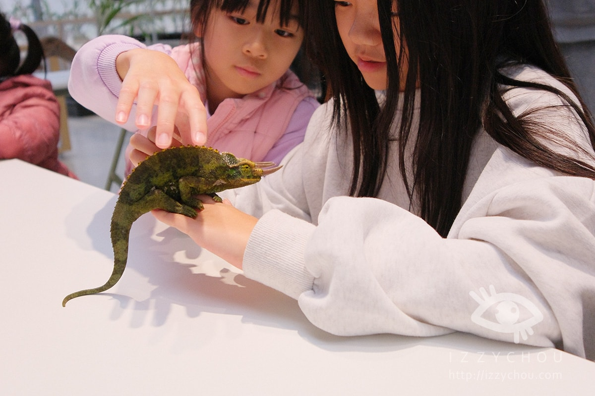 18間宜蘭親子農場推薦｜餵水豚、梅花鹿、羊駝，DIY、雨天備案總整理