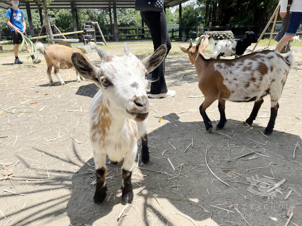 頑皮世界野生動物園