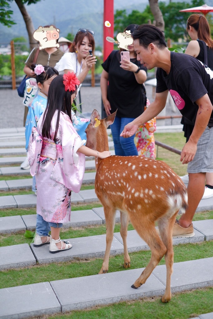 餵梅花鹿 張美阿嬤農場