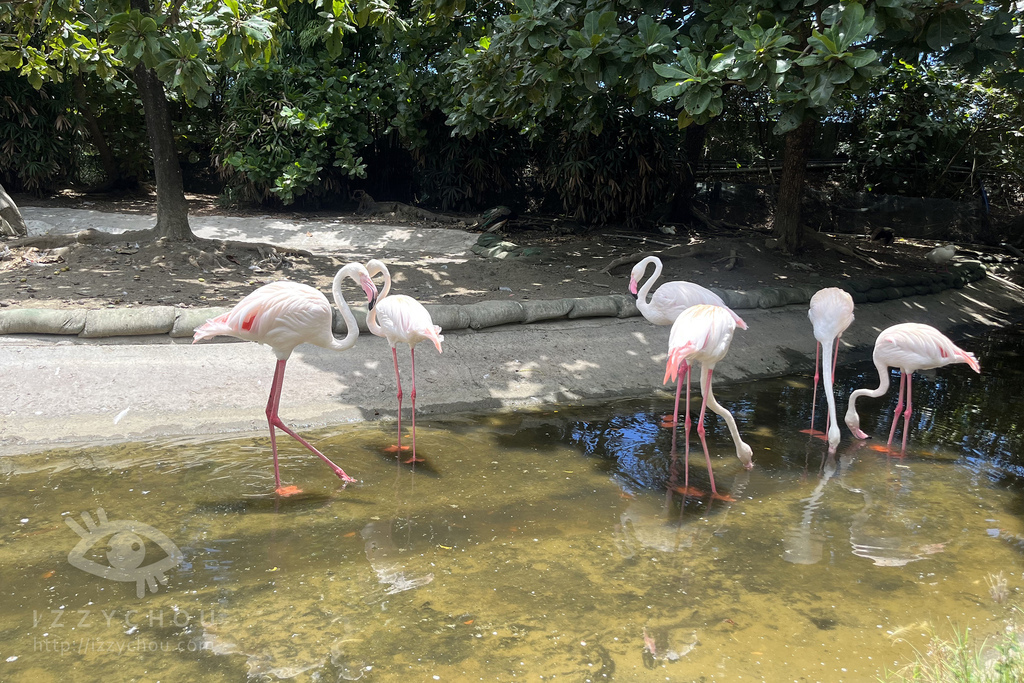 頑皮世界野生動物園