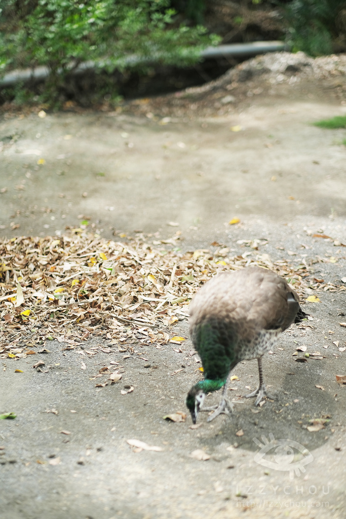 頑皮世界野生動物園