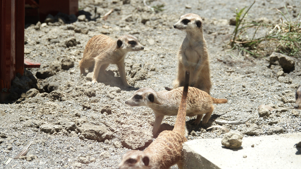 頑皮世界野生動物園 狐蒙