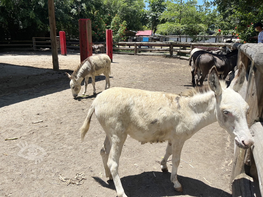 頑皮世界野生動物園