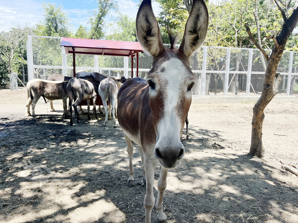 頑皮世界野生動物園