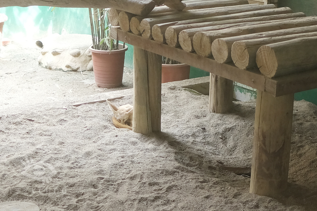 頑皮世界野生動物園